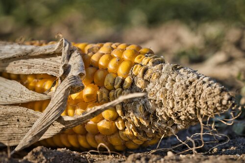 smartsucho-pojisteni-sucha-ktere-konecne-meri-realitu-ferove-a-moderne