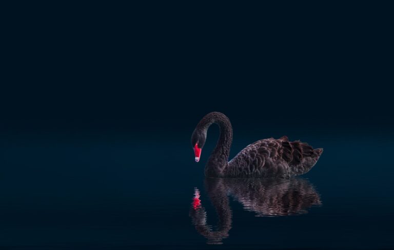 Black,Swan,Isolated,On,Black,Background,(cygnus,Atratus)