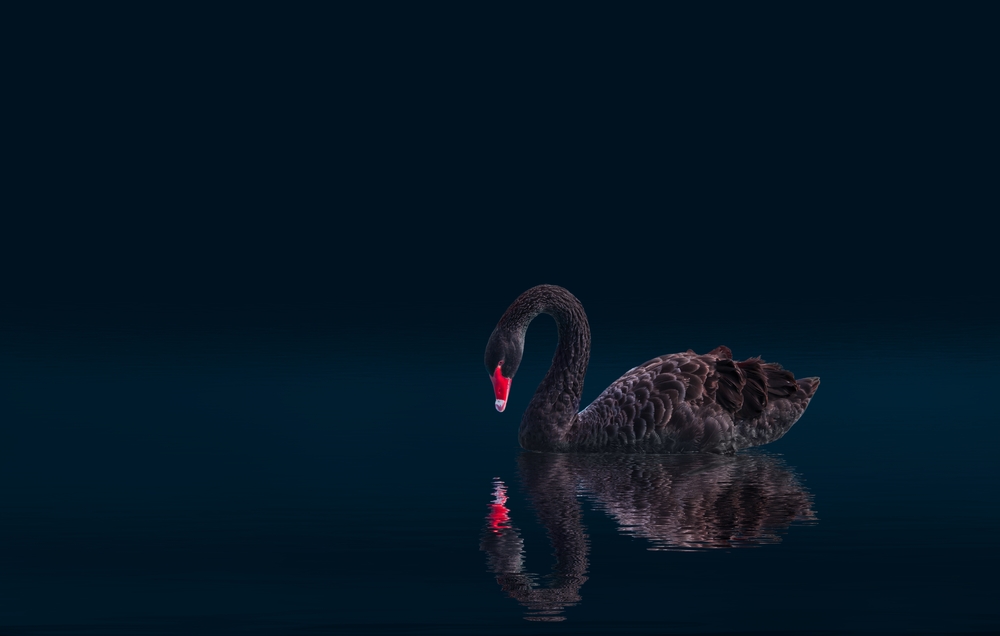 Black,Swan,Isolated,On,Black,Background,(cygnus,Atratus)